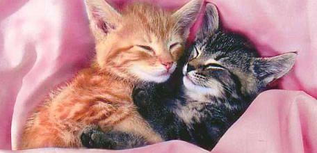 Chats Duo & Chats Câlin ^^
