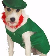 mode fashion dog