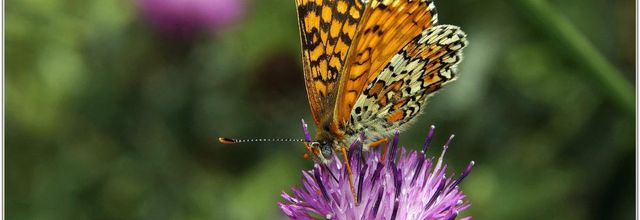 Mélitée du Plantain (2) - Melitaea cinxia