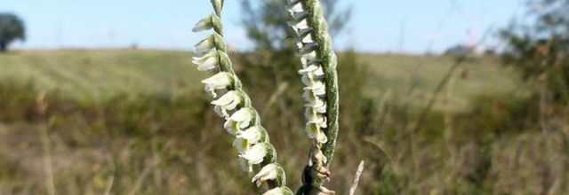 Spiranthes spiralis - spiranthe d'automne