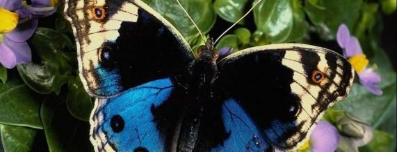 Documentaires : insectes et autres invertébrés