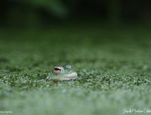 Grenouilles Pelophylax sp.