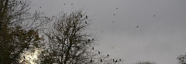 Les oiseaux en hiver : Poème de Lamartine