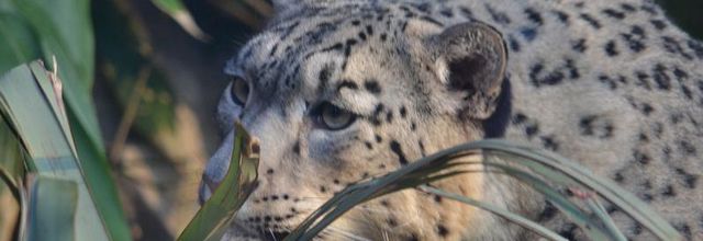 Ménagerie du Jardin des Plantes : Esha, Panthère des Neiges