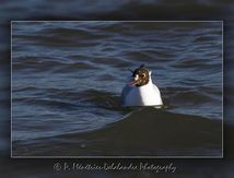 Mouette rieuse - Chroicocephalus ridibundus