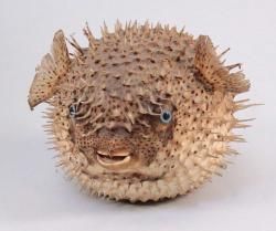 Poisson d'avril au musée