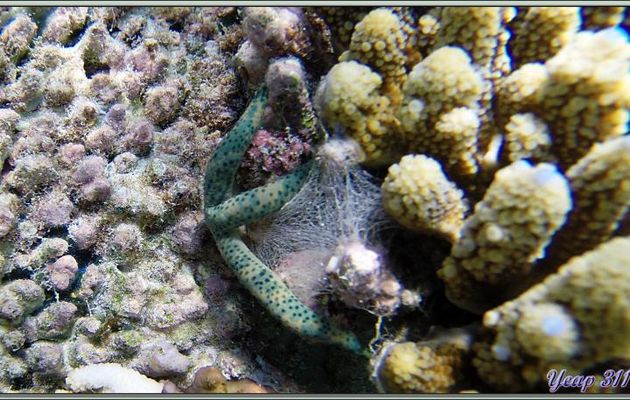 Etoile de mer bleu-turquoise - Athuruga - Atoll d'Ari - Maldives