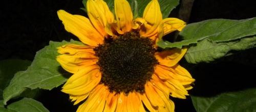 Le tournesol