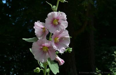 Blog en pause ... Causes déménagement et vacances ... Retour début septembre