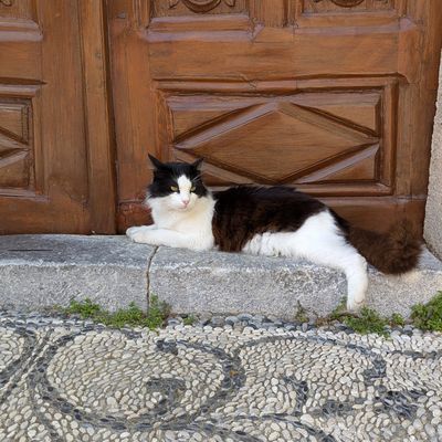 A Rhodes, les chats sont des dieux