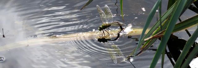 une libellule qui pond 