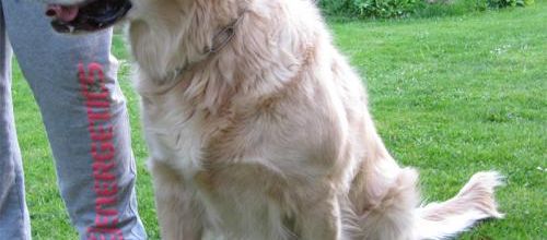 Golden Retriever cherche son maître