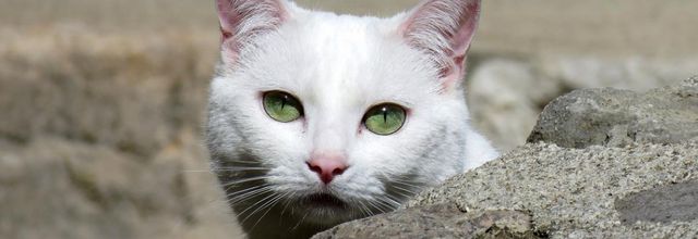 un minou qui se cache