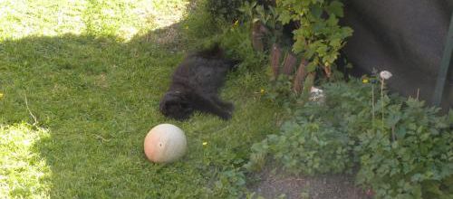 Poussy et la chaleur!