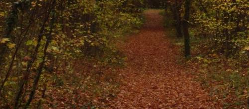 Les feuilles d'automne 