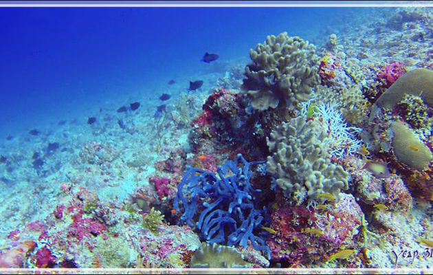 Quelques rares photos de cette plongée à Himandhoo Kandu - Atoll d'Ari - Maldives