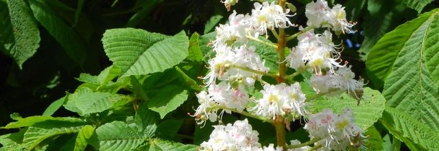 ma fleur de marronnier sauvage