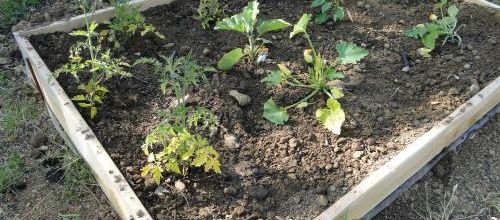 Notre potager et les fleurs du jardin