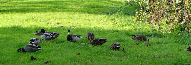 Au parc...Les canards