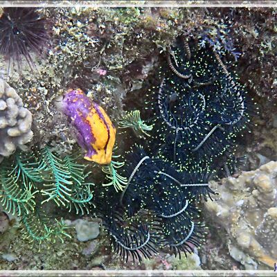 Snorkeling à Triton Bay :  Coraux tabulaires, Corail turbinaria, Comatules, Tuniciers (Polycarpa aurata) - Papua Barat - Papouasie - Indonésie