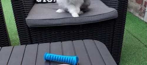 Squatteuse