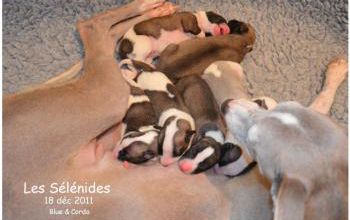Les chiots