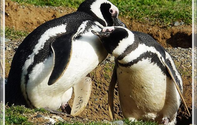 Le gentil câlin de Madame Manchot de Magellan - Île Magdalena - Patagonie - Chili