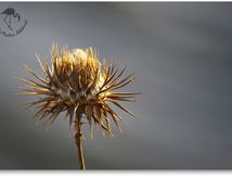Nature en ocre...