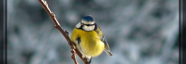 Mésange bleue - no comment ...