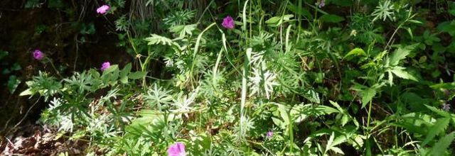 Geranium sanguineum - géranium sanguin