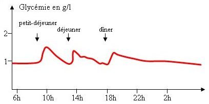 La régulation de la glycémie    1