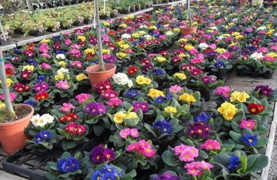 bonjour tout le monde