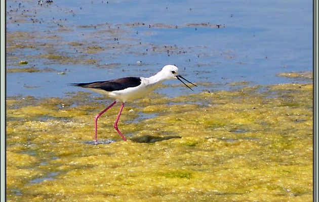 Echasse blanche femelle (Himantopus himantopus) - Ars-en-Ré - Ile de Ré - 17