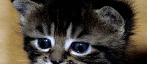 ... ^^ Chatoune