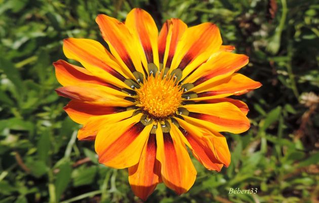 une très jolie fleur