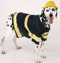 mode fashion dog