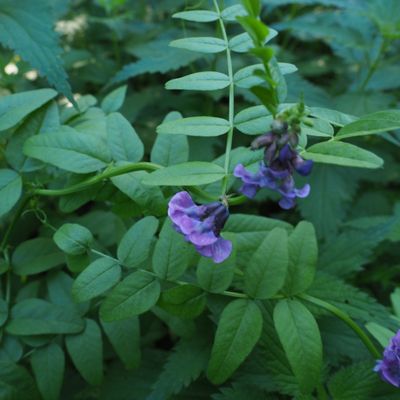 La Gesse résiste au froid et quelques fleurs subsistent 