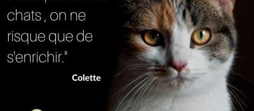 S'enrichir avec les chats