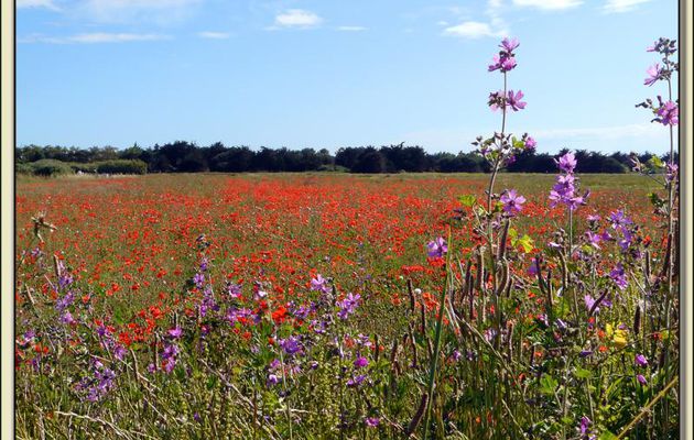 Gentils coquelicots, Mesdames, gentils coquelicots nouveaux - Ile de Ré - 17