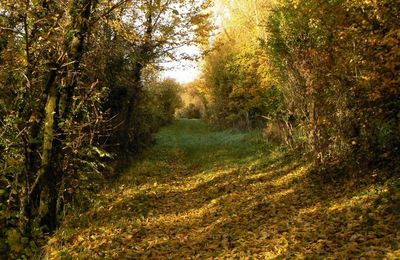 CIRCUIT DE LA FONTAINE JANVIER (Seine-et-Marne - 77)