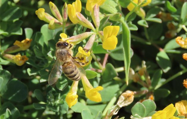 une abeille sur des fleurs