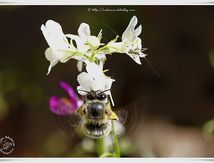 Anthophora dispar  de la famille des Antophoridae