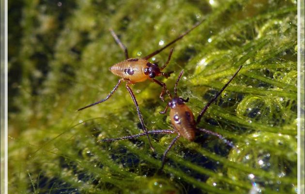Larve de gerris (punaise aquatique faussement appelée araignée d'eau) - Lartigau - Milhas - 31