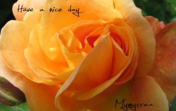 Have a nice day
