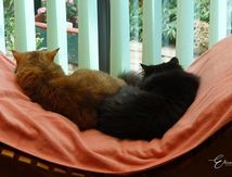 Les chats de la maison.
