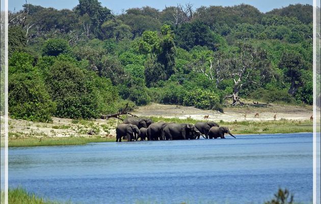 Au loin, un troupeau d'éléphants se désaltère, le bateau dévie sa route et nous y allons - Safari nautique - Parc National de Chobe - Botswana