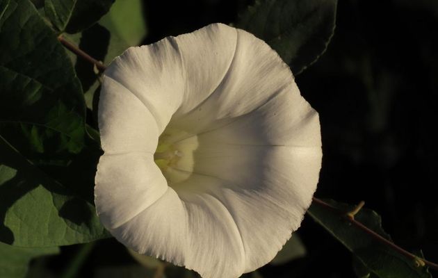 mes fleurs avec fond noir