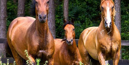 Couverture pour chevaux