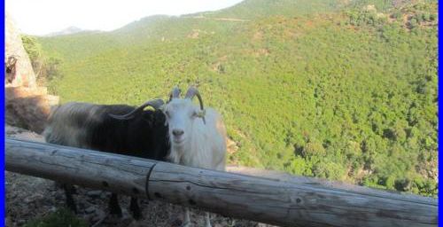 Corse 2015 - Girolata, le sentier du facteur