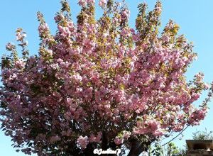 Mon beau jardin...en fleurs